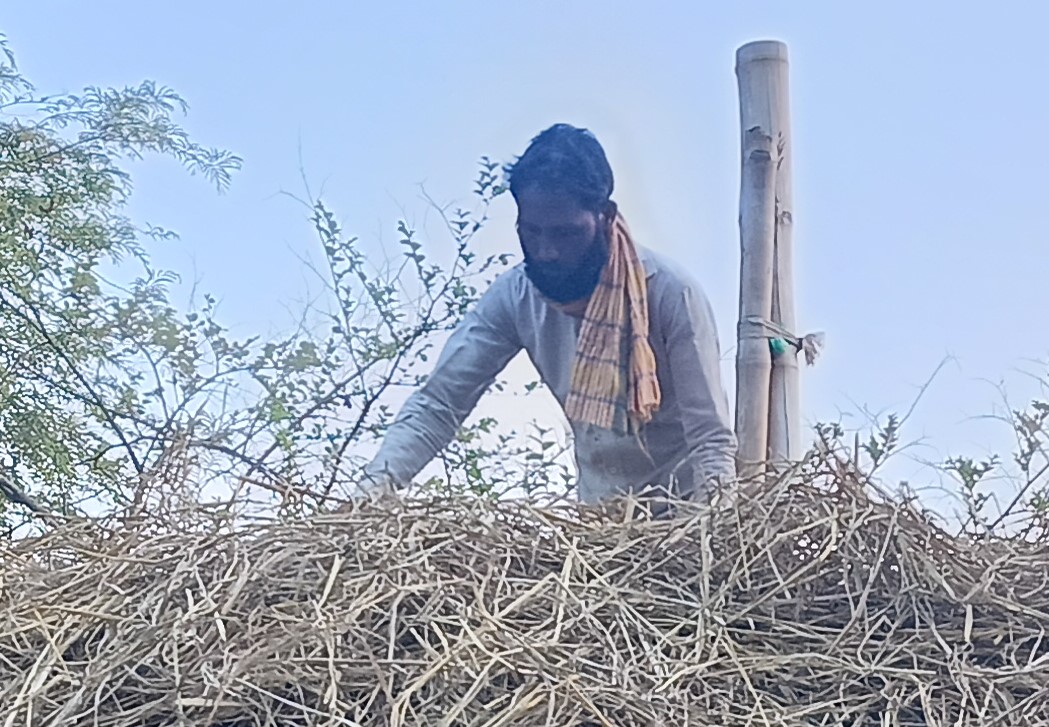 লংগদুতে গো খাদ্য সংগ্রহে ব্যস্ত কৃষকরা