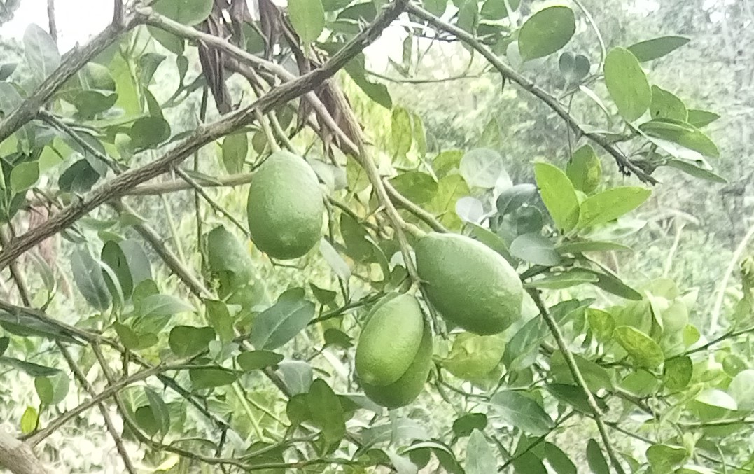 ঝালকাঠির সুগন্ধি কাগুজি লেবুর চাহিদা সারা দেশে