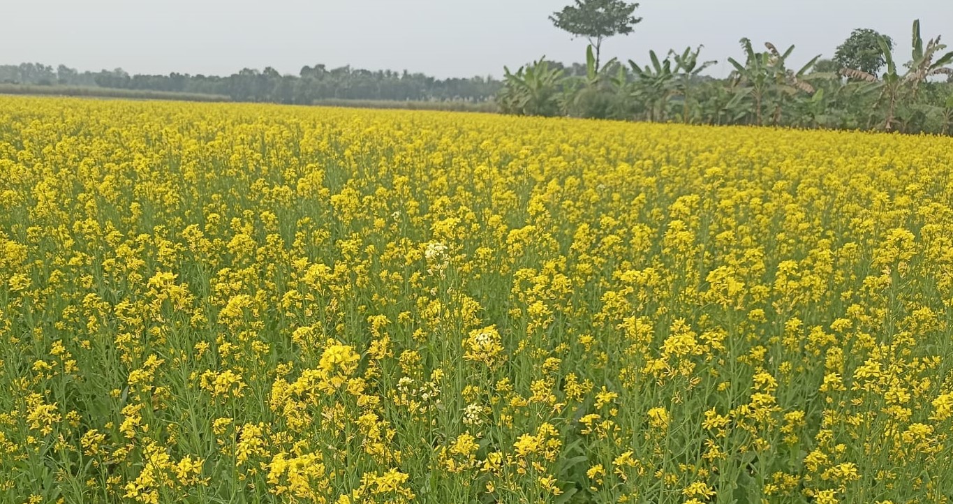 লালপুরে সরিষা ফুলে ভরে উঠেছে ক্ষেত দ্বিগুণ লাভের আশায় চাষীরা