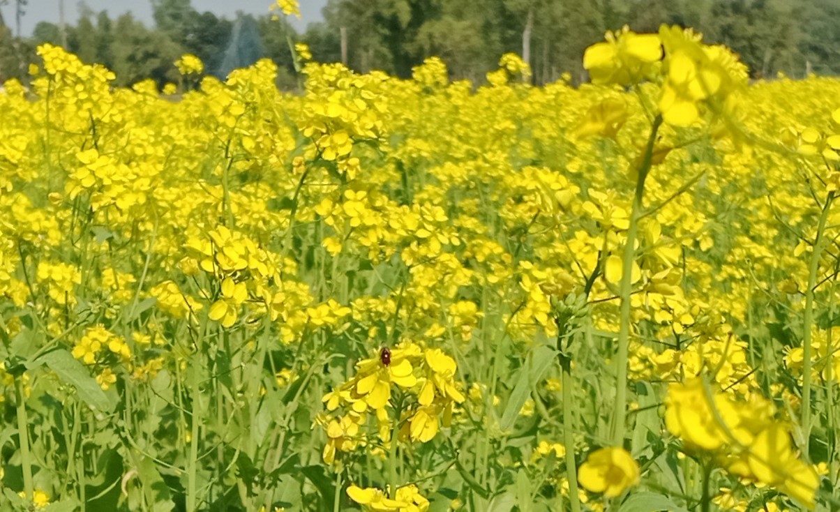 ফুলবাড়ীতে মাঠে মাঠে সরিষার হলুদ ফুলের সমারোহ 