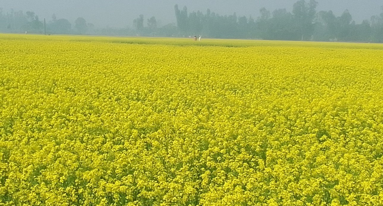 গাইবান্ধায় সরিষা ফুলের হলুদ গালিচায় প্রকৃতি মেলেছে পাখা