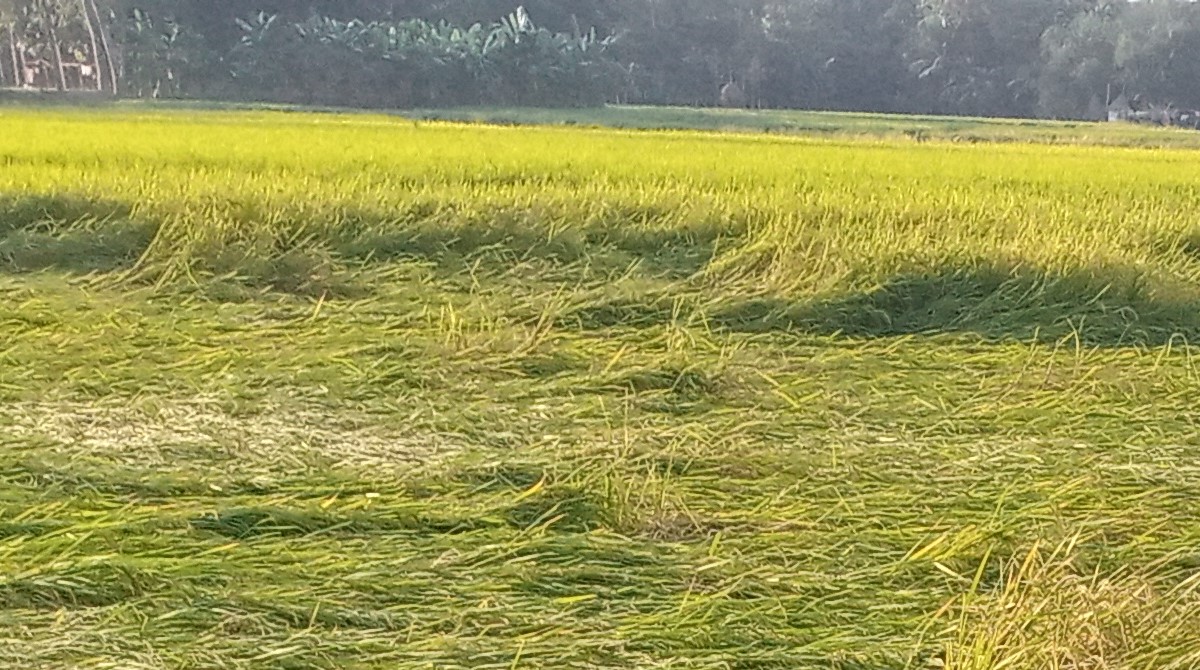 সোনাতলায় কৃষকের স্বপ্ন ধুলিসাৎ