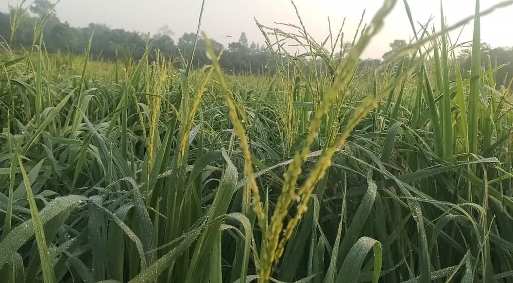 মৌলভীবাজারে চাষীদের জনপ্রিয় ব্রি-৭৫ জাতের ধান 