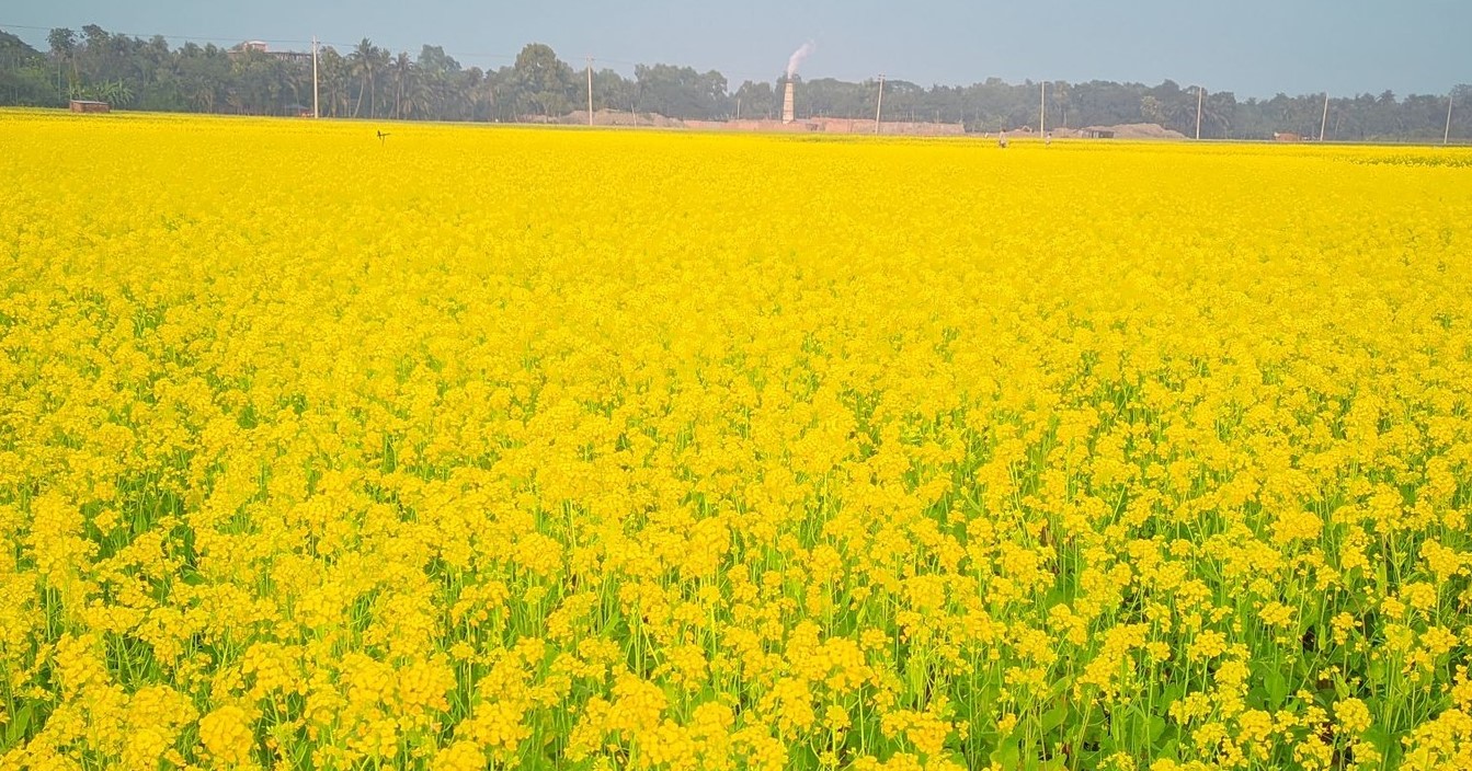 নওগাঁয় মাঠ জুড়ে সরিষা ফুলে হলুদের সমারোহ