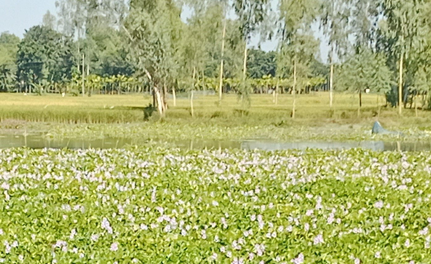 ফুলবাড়ীতে মুক্ত জলাশয়ে মুগ্ধতা ছড়াচ্ছে কচুরিপানার ফুল 