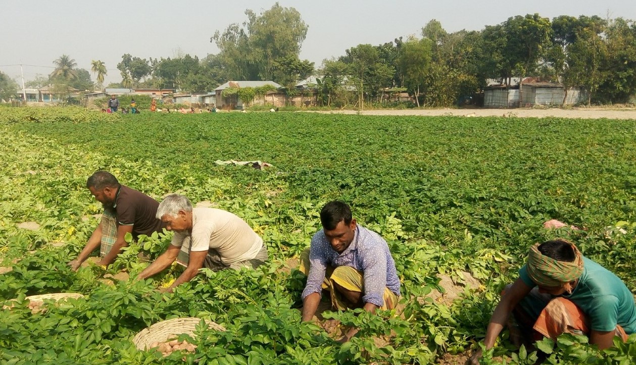 ফুলবাড়ীতে কমছে আলুর দাম দুশ্চিন্তায় কৃষক