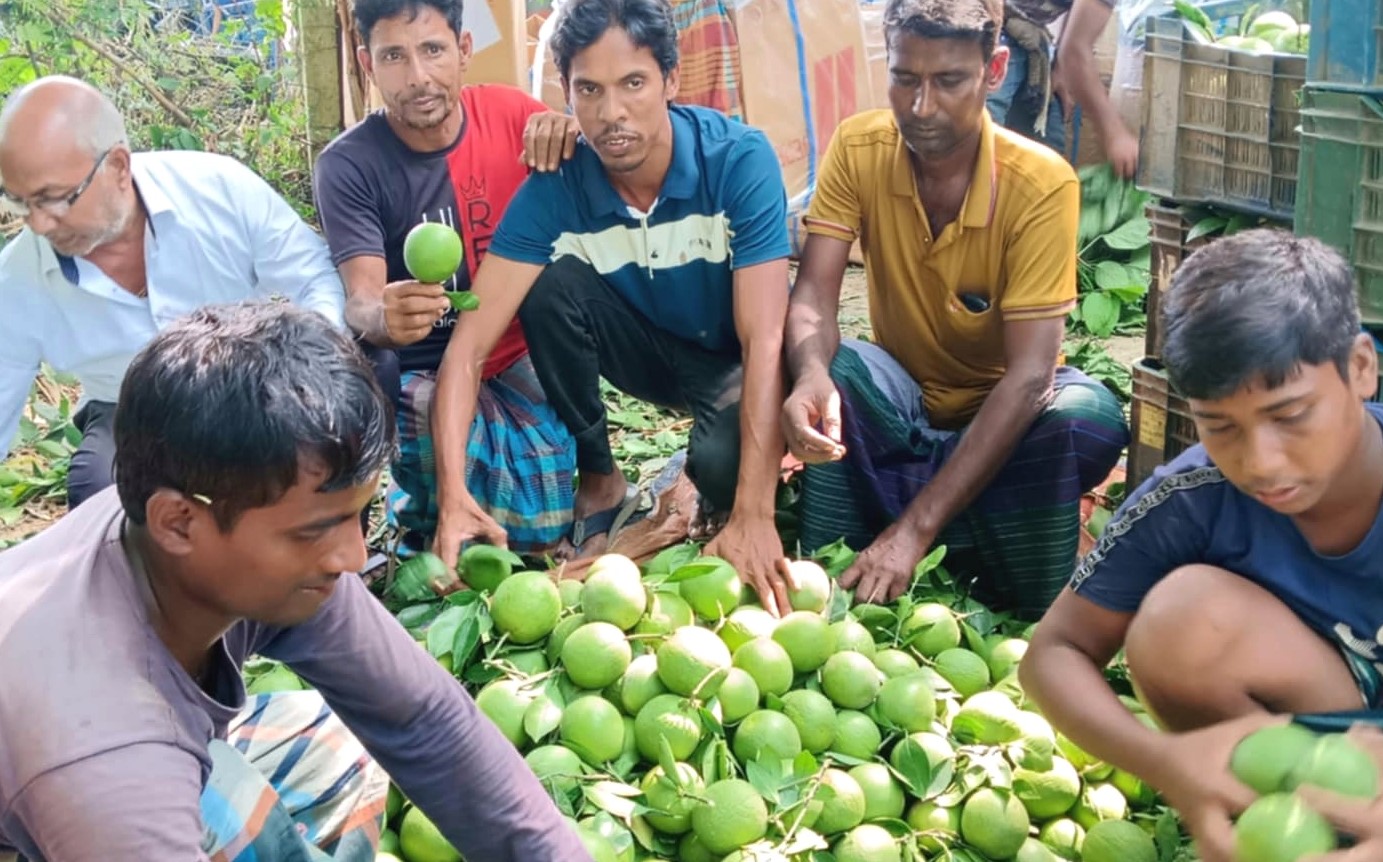 মেহেরপুরে কমলার চাহিদা পূরণে বৃদ্ধি পাচ্ছে মাল্টা চাষ