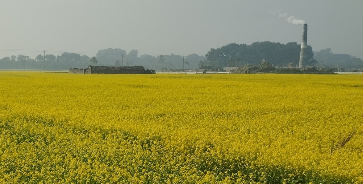 নড়াইলে ফসলের মাঠে দোল খাচ্ছে হলুদ সরিষা ফুল