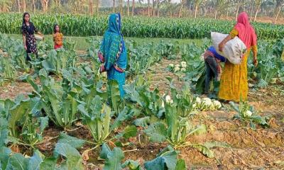 লালমনিরহাটে সবজির দাম কম হওয়ায় হতাশ কৃষক