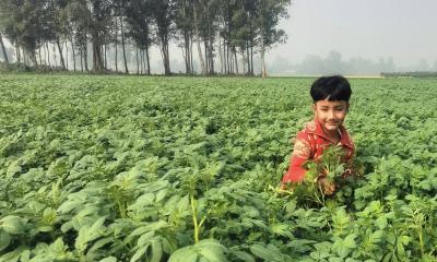 দিনাজপুরে আগাম জাতের আলুর বাম্পার ফলন