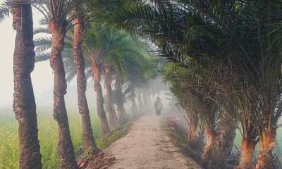 দক্ষিণাঞ্চলে কমছে খেজুর গাছ