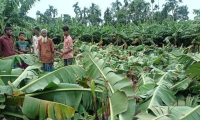 নাজিরপুরে ঝড়ো হাওয়া ও প্রবল টানা বৃষ্টিতে ফসলের ব্যাপক ক্ষতি