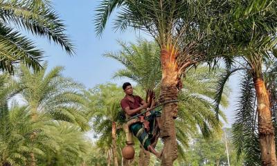 পাইকগাছায় দেরিতে খেজুর গাছ পরিচর্যা শুরু গাছিদের