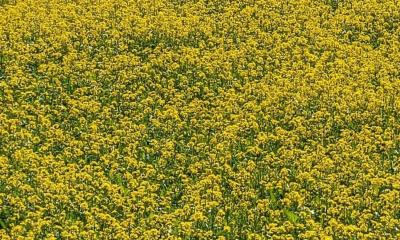 কুড়িগ্রামে সরিষার বাম্পার ফলনের আশা