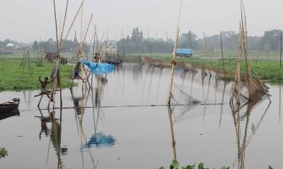 বাঞ্ছারামপুরে বেড়া দিয়ে মাছ শিকার