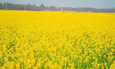 নওগাঁয় মাঠ জুড়ে সরিষা ফুলে হলুদের সমারোহ