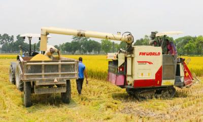 ডেমারে আউশ ধান উৎপাদনে সফলতা 